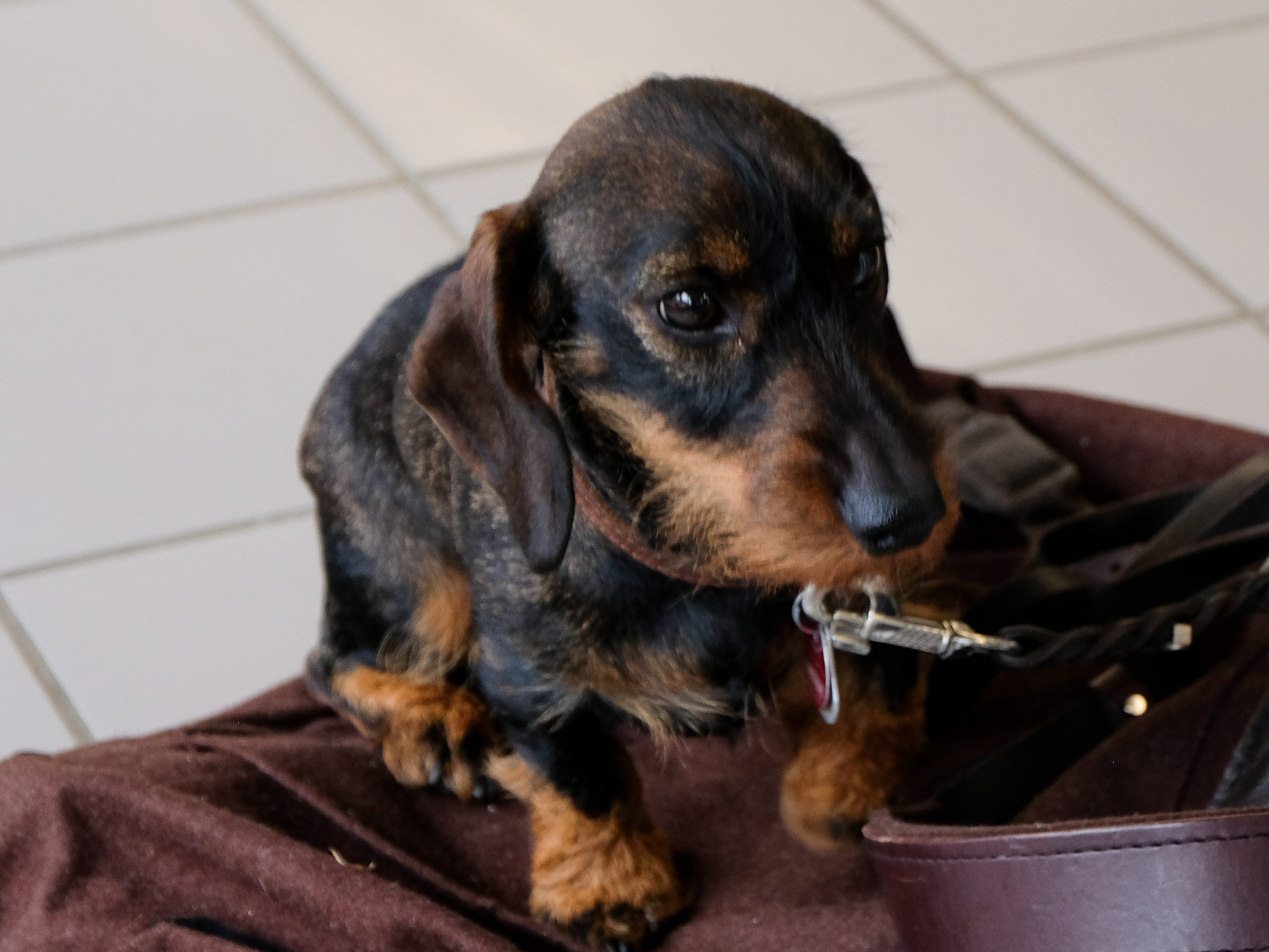 An adorable little brown-and-black dog sits atop their owner's bag at SmartForest 2025.